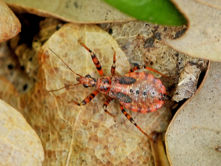 Reduviidae: Sphedanolestes cingulatus. juv.